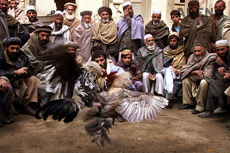 ‘Travel on Earth’ ⓒ damir Sagolj／Reuters 
시장 골목에서 아프간 남자가 닭싸움에 참여하고 있다. 전쟁이 지나간 나라에서는 닭싸움이 가장 인기 있는 스포츠이자 도박이다. 탈레반 법에 따라 엄격하게 금지됐기 때문이다. 
